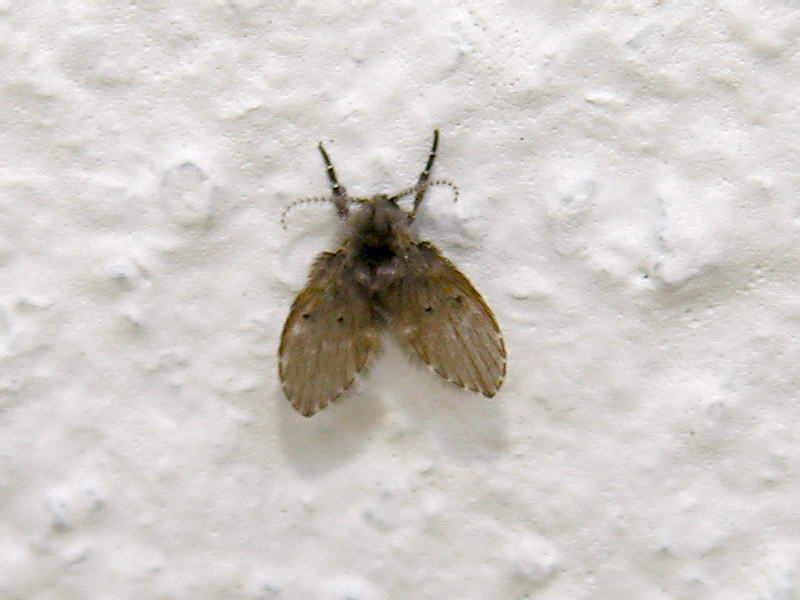 fly; DISPLAY FULL IMAGE.