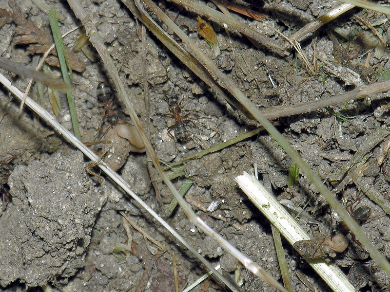 egg & ants; DISPLAY FULL IMAGE.