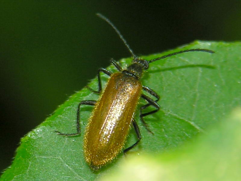 beetle; DISPLAY FULL IMAGE.