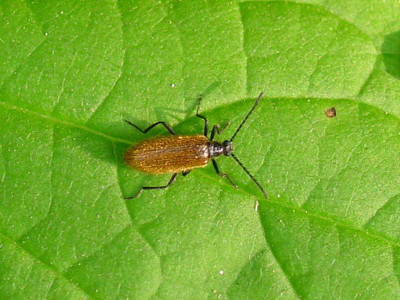 beetle; DISPLAY FULL IMAGE.