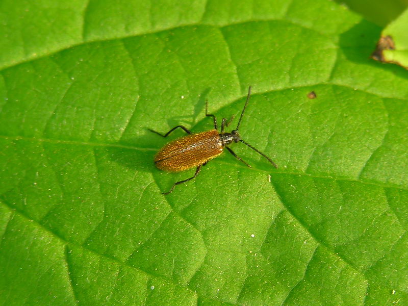 beetle; DISPLAY FULL IMAGE.