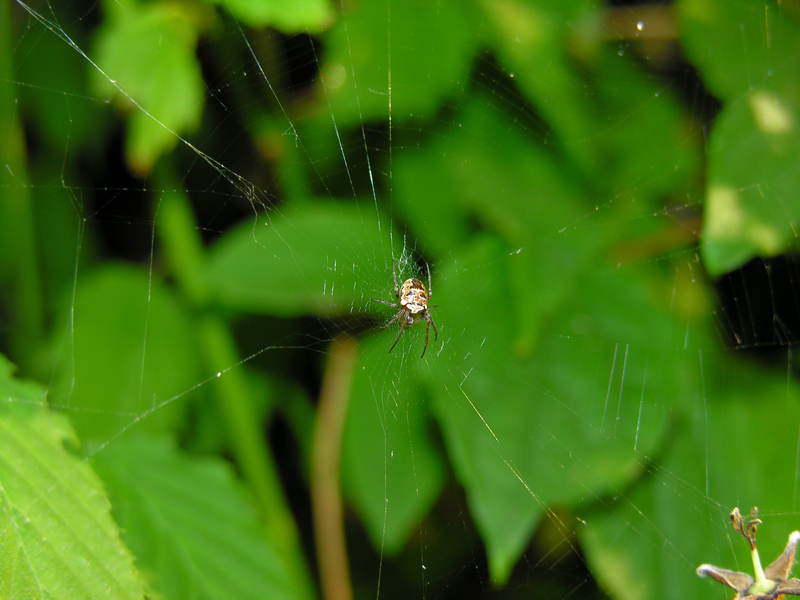 spider; DISPLAY FULL IMAGE.