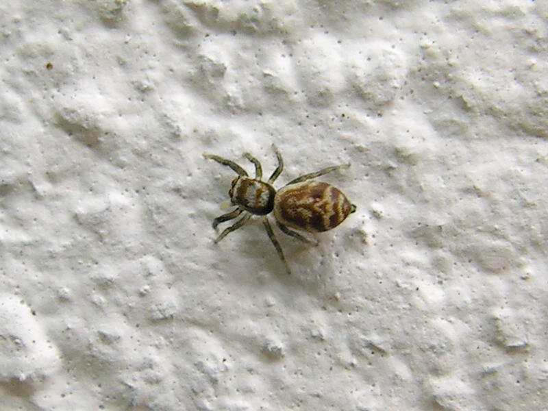 spider; DISPLAY FULL IMAGE.