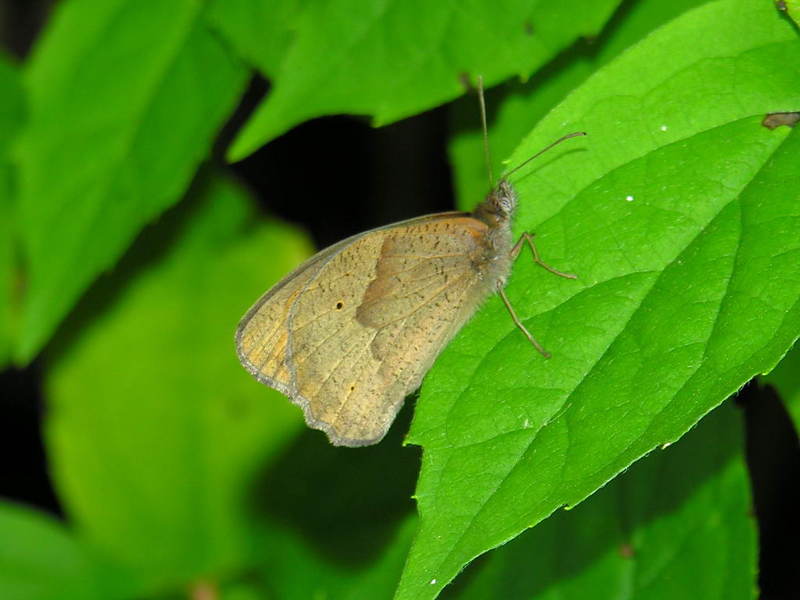 butterfly; DISPLAY FULL IMAGE.