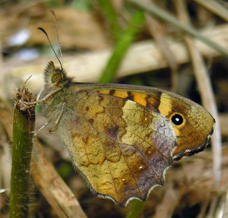 butterfly; DISPLAY FULL IMAGE.