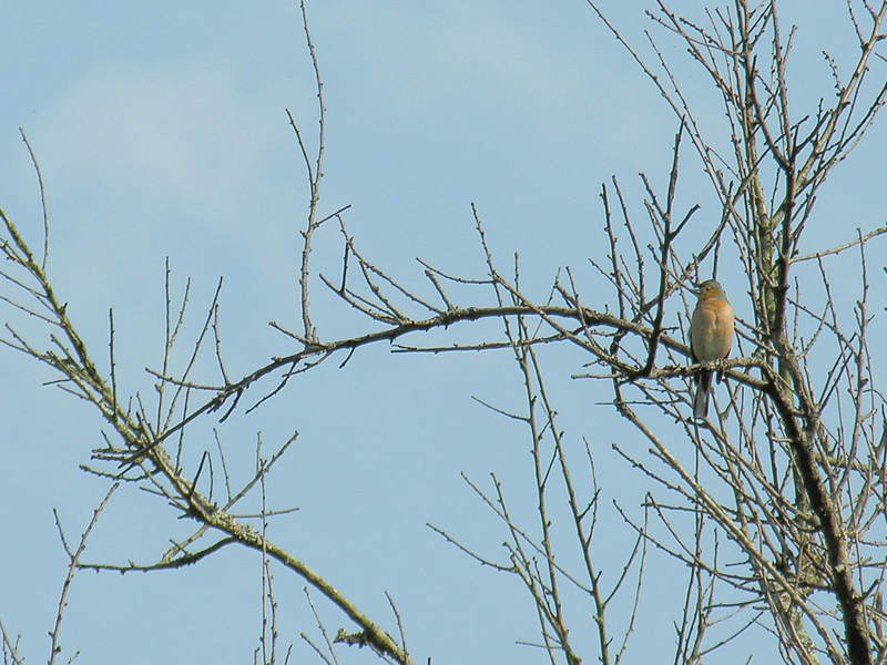 bird ?; DISPLAY FULL IMAGE.