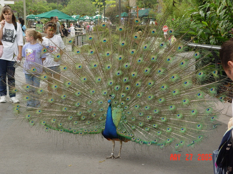 Show off time, SD zoo, taken by Tavan!; DISPLAY FULL IMAGE.