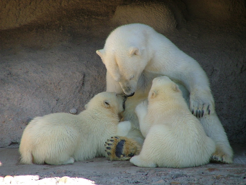 Polar Bears; DISPLAY FULL IMAGE.