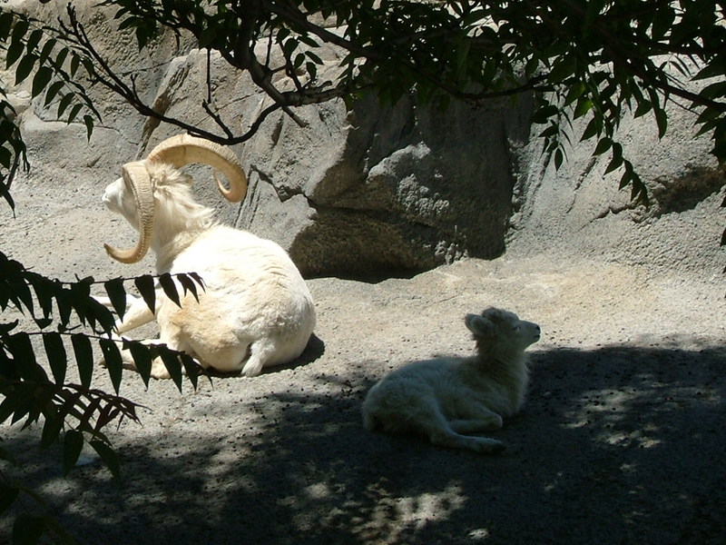 Dall ram and lamb; DISPLAY FULL IMAGE.