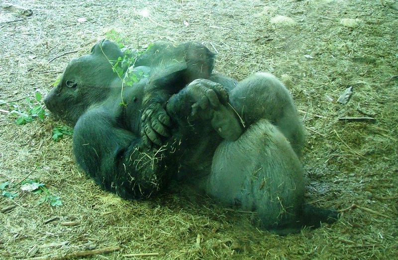 Gorilla; DISPLAY FULL IMAGE.