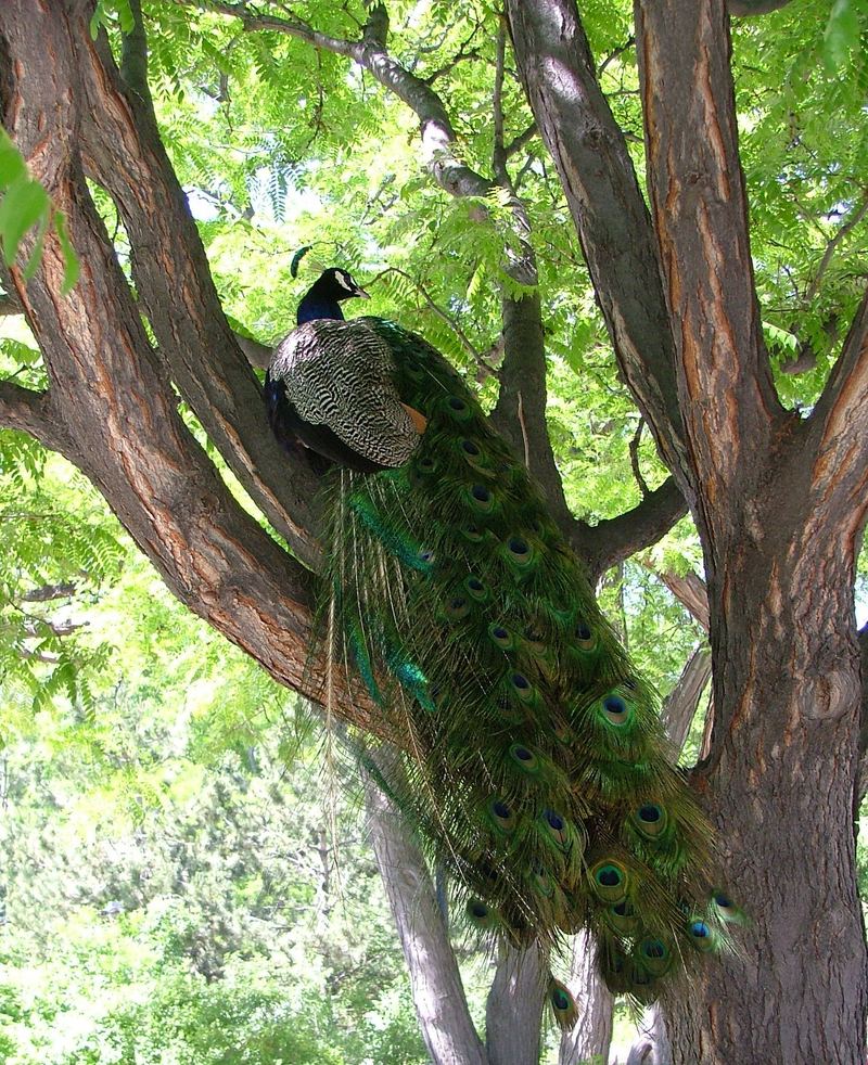 Peacock - blue peafowl (Pavo cristatus); DISPLAY FULL IMAGE.