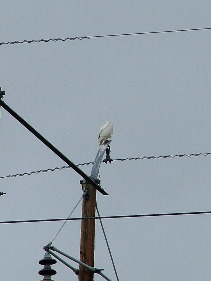 Albino Red Tailed Hawk; DISPLAY FULL IMAGE.