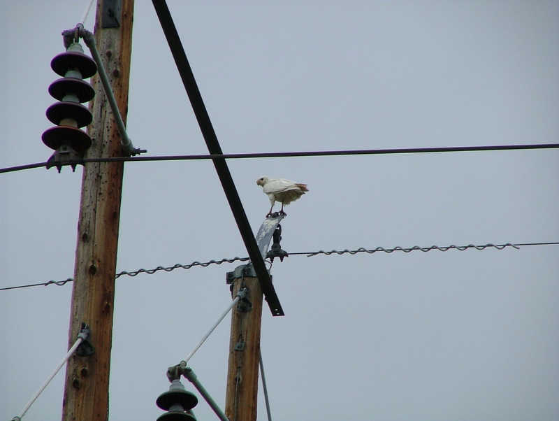 Albino Red Tailed Hawk; DISPLAY FULL IMAGE.