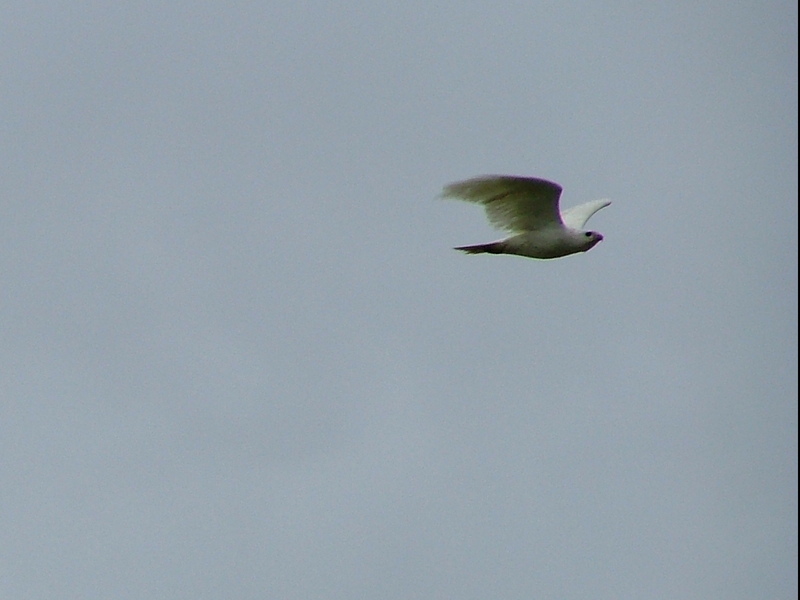 Albino Red Tailed Hawk; DISPLAY FULL IMAGE.