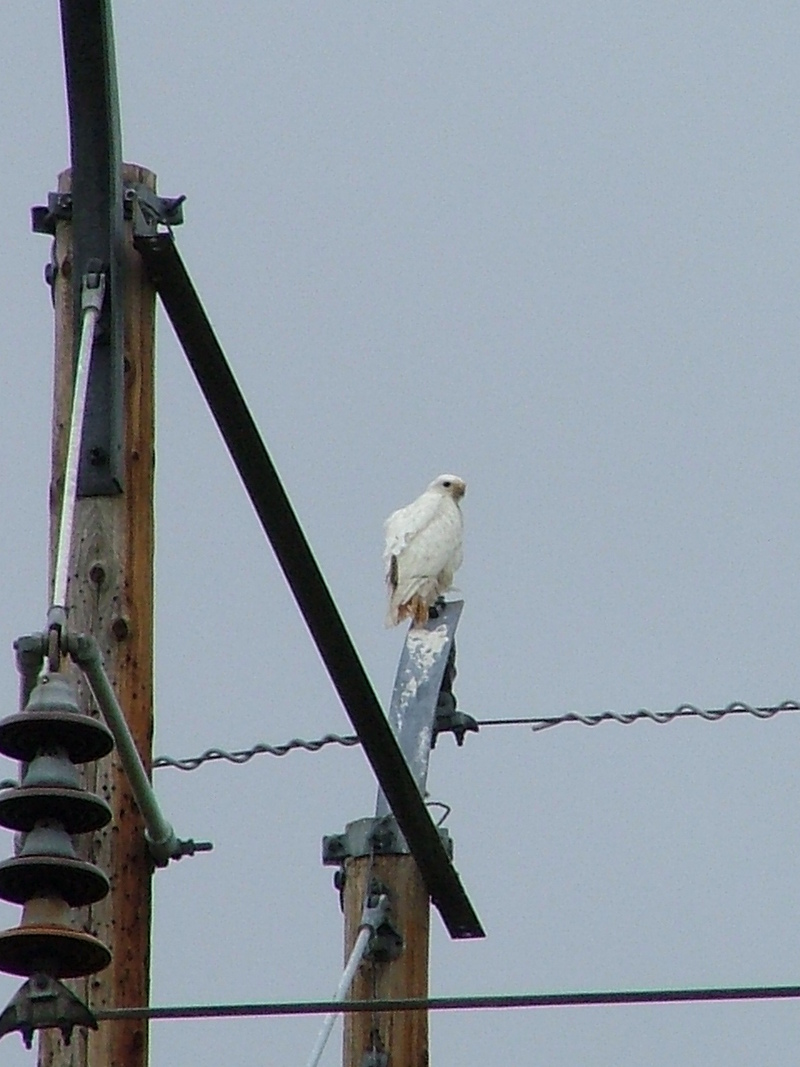 Albino; DISPLAY FULL IMAGE.