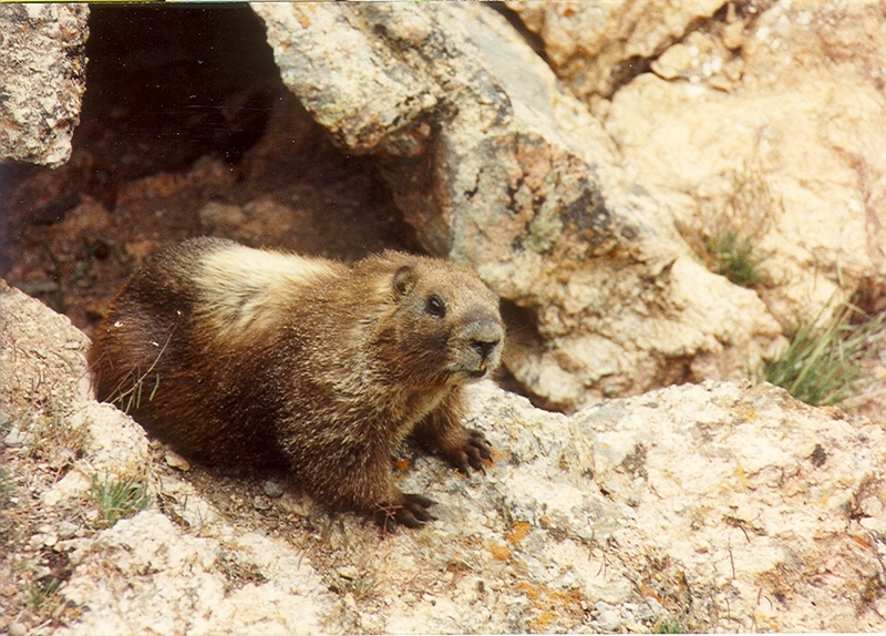 Marmot; DISPLAY FULL IMAGE.