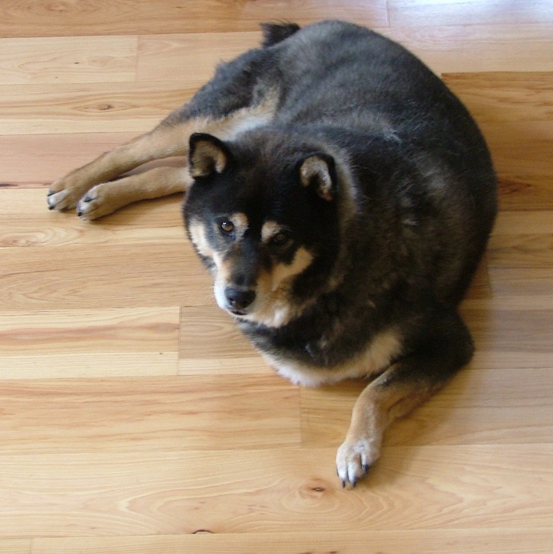 Dogs; DISPLAY FULL IMAGE.