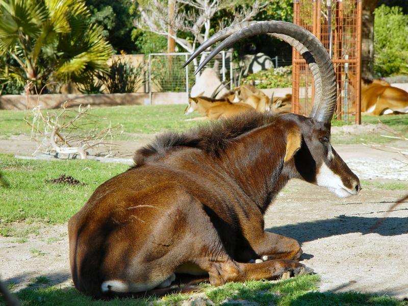 Sable Antelope; DISPLAY FULL IMAGE.