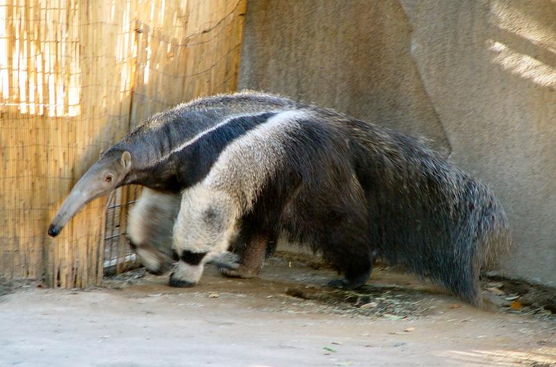 Giant Anteater / Myrmecophaga tridactyla; DISPLAY FULL IMAGE.