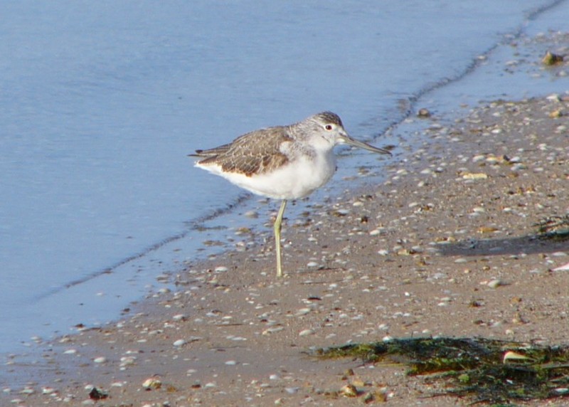 greenshanks 1 - common greenshank (Tringa nebularia); DISPLAY FULL IMAGE.