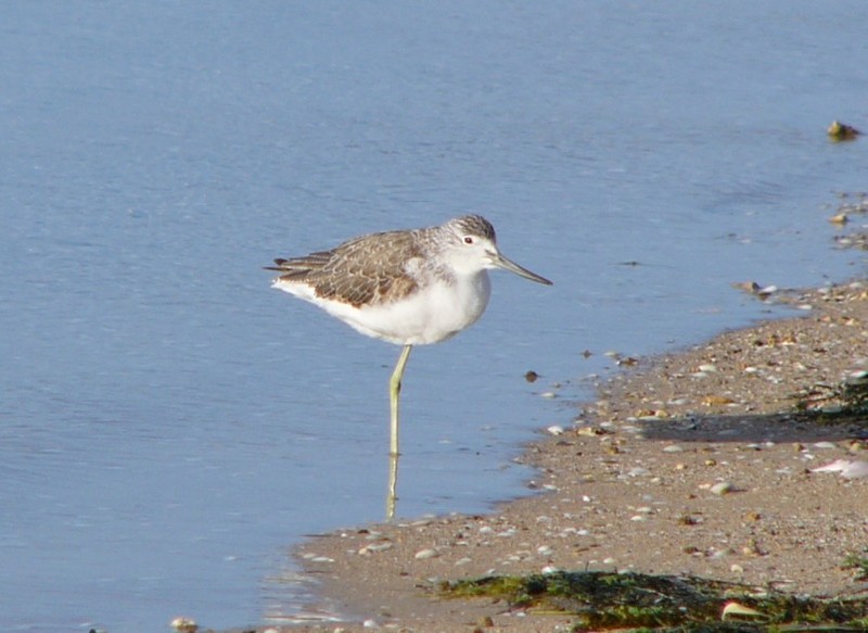 greenshanks 2 - common greenshank (Tringa nebularia); DISPLAY FULL IMAGE.