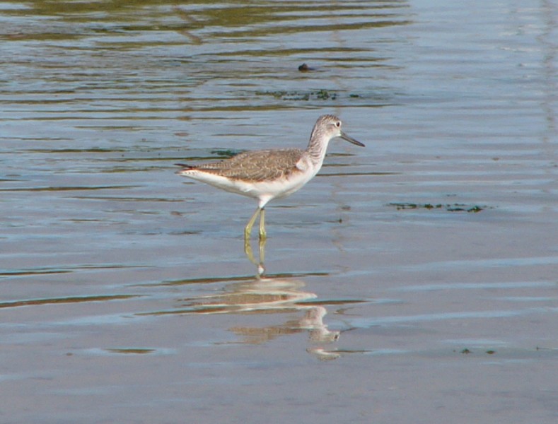 greenshanks 3 - common greenshank (Tringa nebularia); DISPLAY FULL IMAGE.