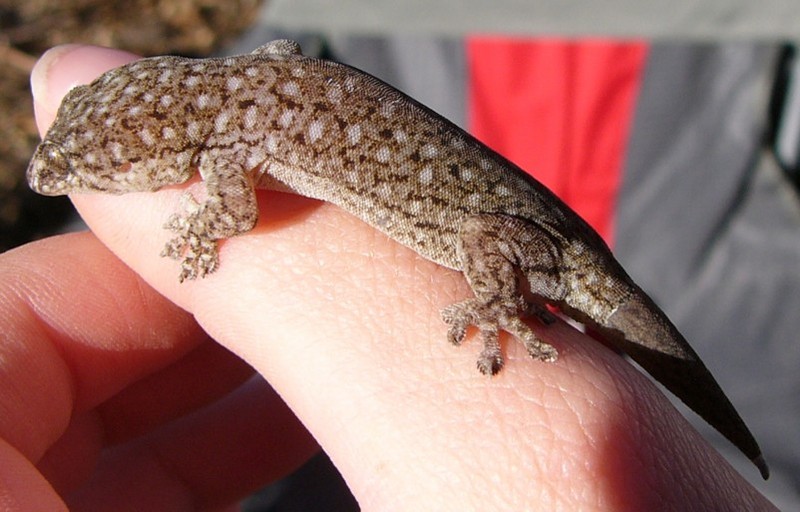 gecko; DISPLAY FULL IMAGE.