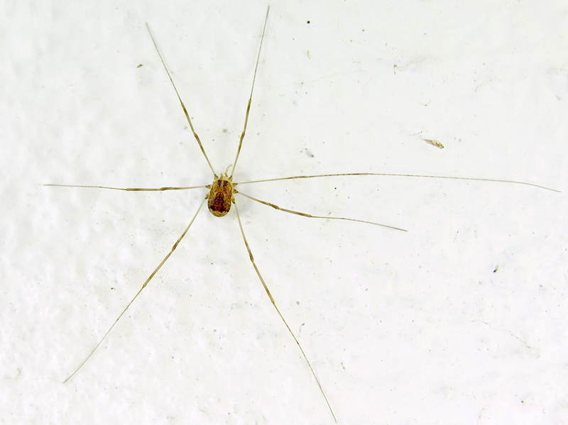 spider; DISPLAY FULL IMAGE.