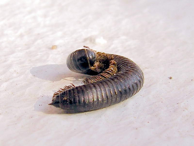 millipede; DISPLAY FULL IMAGE.