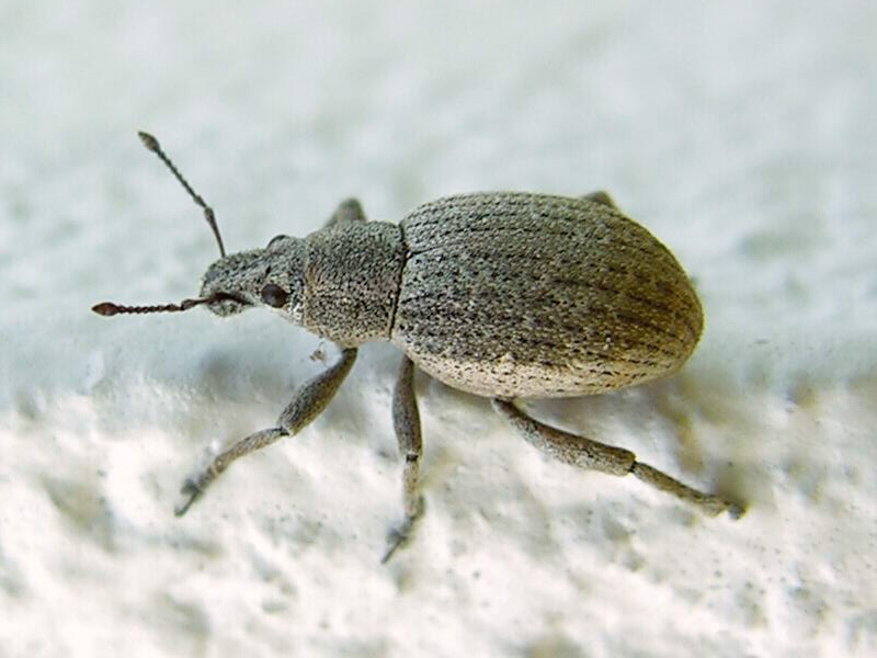 Weevil; DISPLAY FULL IMAGE.
