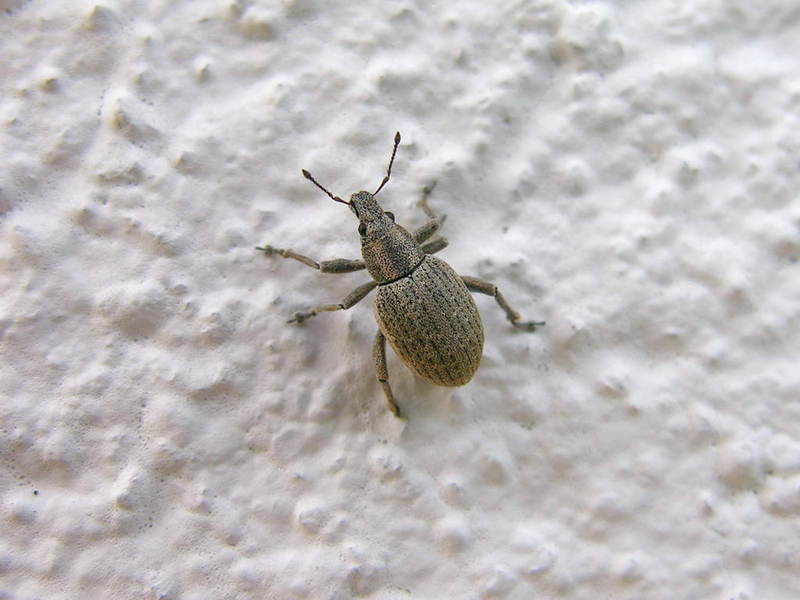 Weevil; DISPLAY FULL IMAGE.