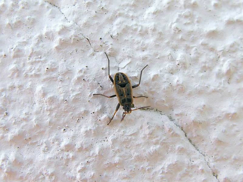 stink bug; DISPLAY FULL IMAGE.