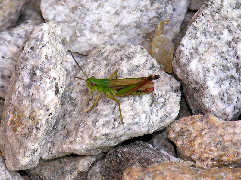 Grasshopper; DISPLAY FULL IMAGE.