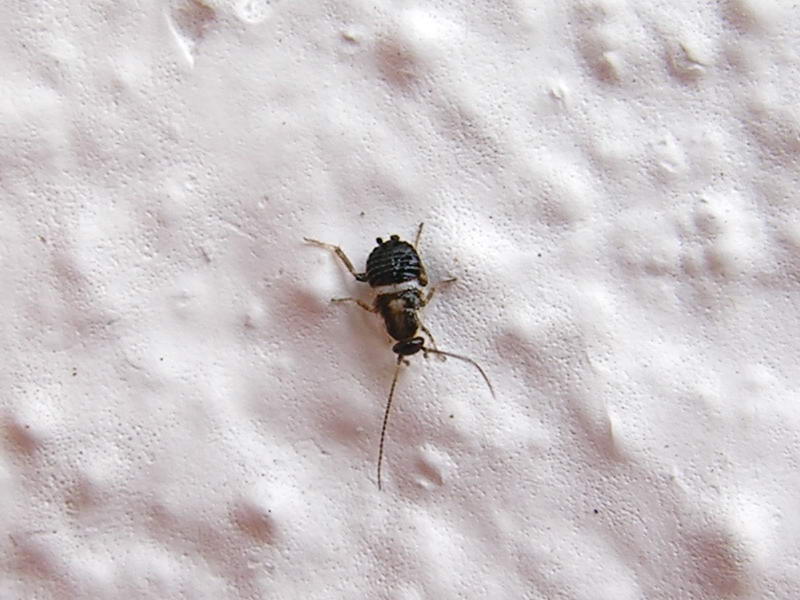 beetle; DISPLAY FULL IMAGE.