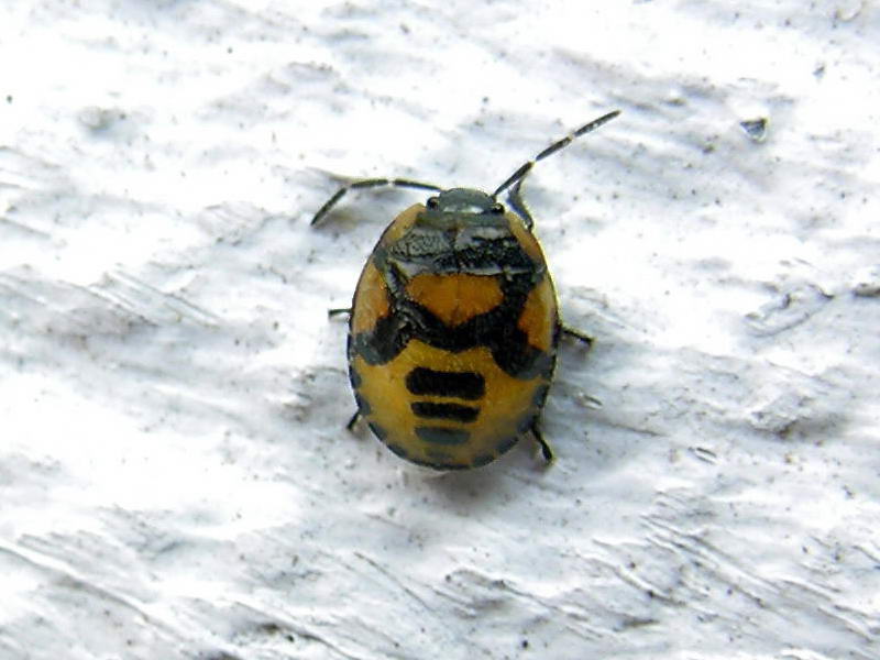 beetle; DISPLAY FULL IMAGE.