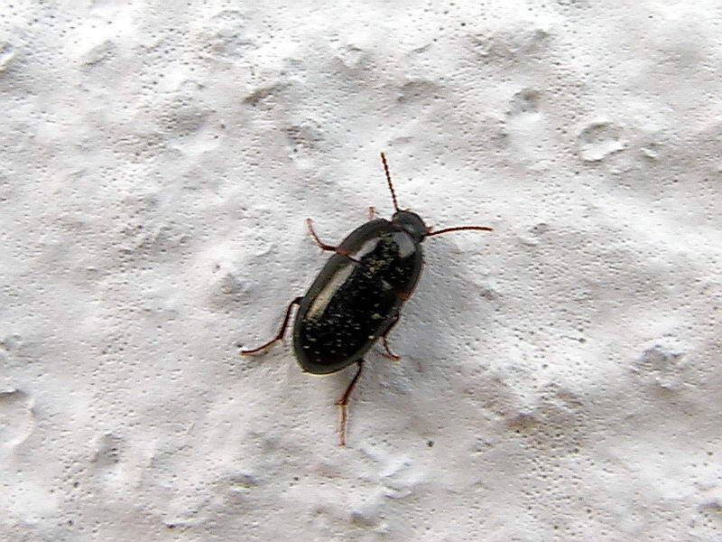 beetle; DISPLAY FULL IMAGE.
