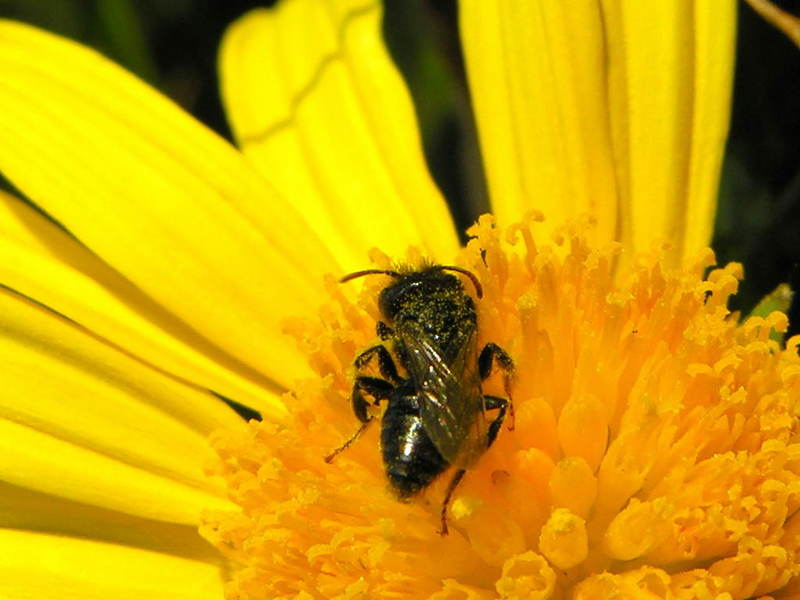 bee; DISPLAY FULL IMAGE.