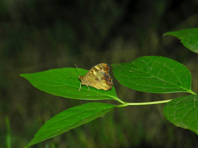 butterfly; DISPLAY FULL IMAGE.