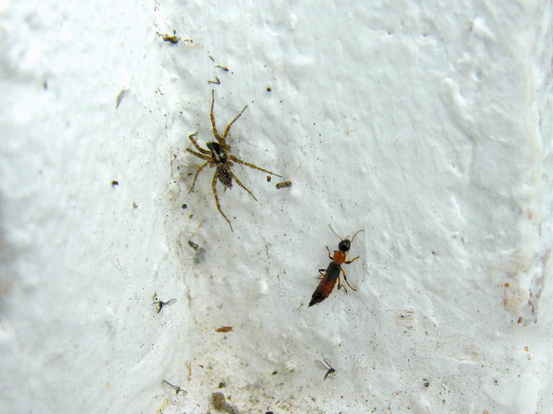 spider & ?; DISPLAY FULL IMAGE.