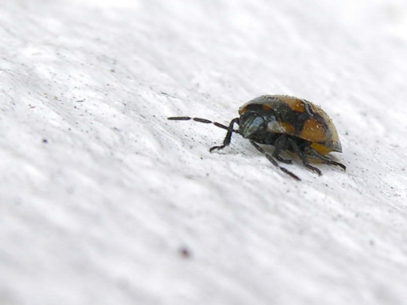 beetle; DISPLAY FULL IMAGE.
