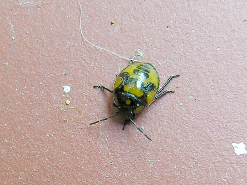 beetle; DISPLAY FULL IMAGE.