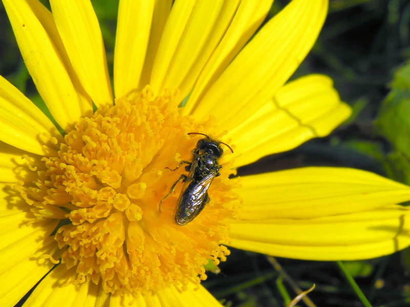 bee; DISPLAY FULL IMAGE.