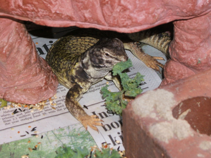Lizards; DISPLAY FULL IMAGE.