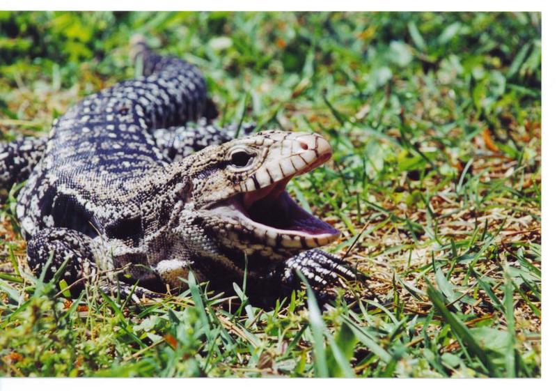 Lizards (Black and White Tegu); DISPLAY FULL IMAGE.