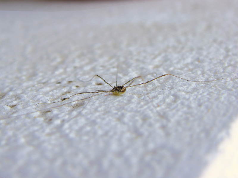 spider, Daddy long-leg; DISPLAY FULL IMAGE.