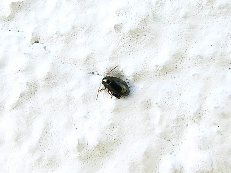 a very little beetle; DISPLAY FULL IMAGE.