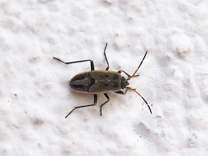 stink bug; DISPLAY FULL IMAGE.