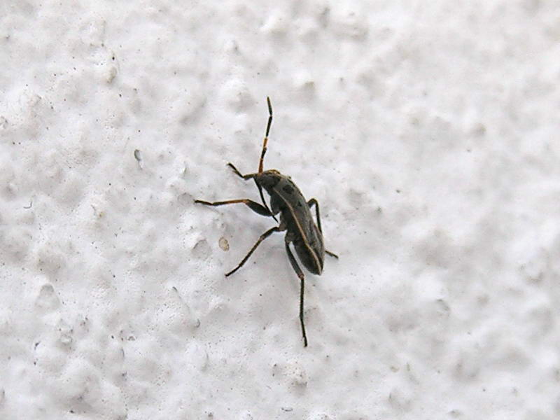 stink bug; DISPLAY FULL IMAGE.