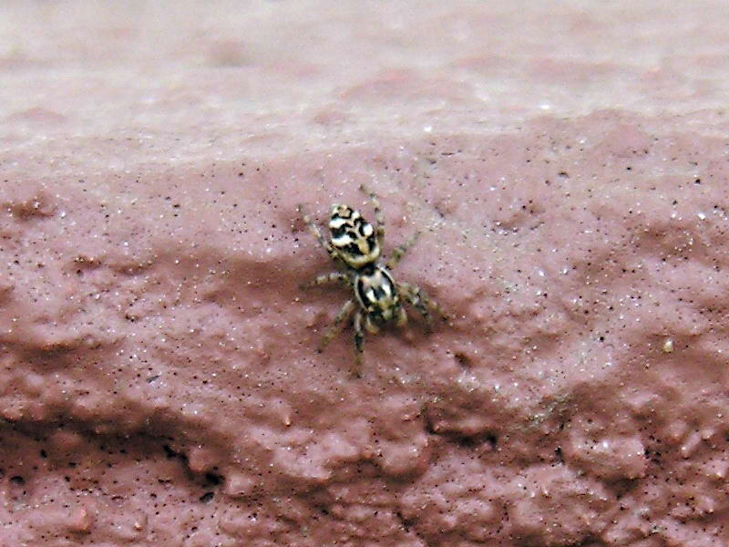 spider; DISPLAY FULL IMAGE.