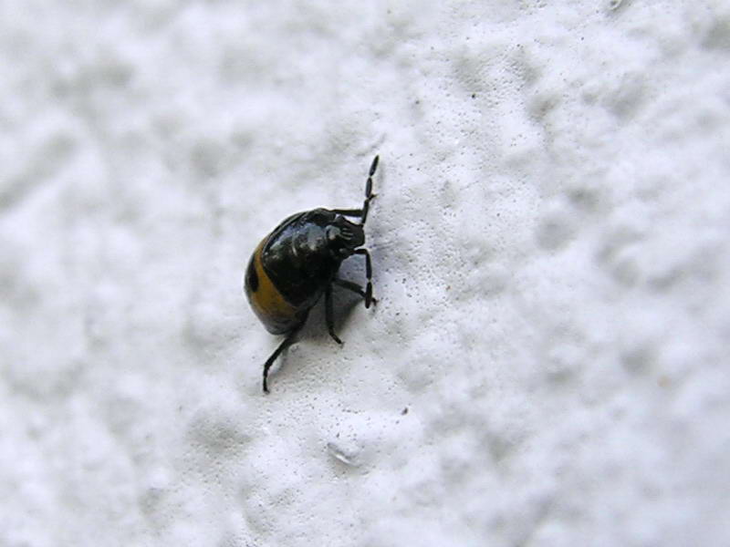 stink bug; DISPLAY FULL IMAGE.